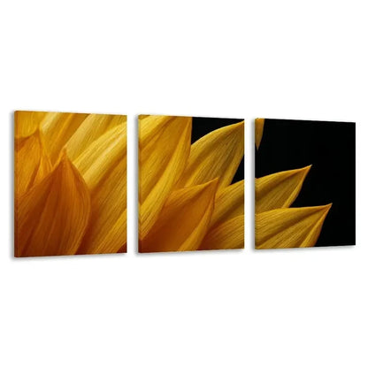 3pcs Golden Sunflower Petals Against Dark Sky  Wall Art Set Canvas Framed 60x90cm - High Quality Print 100% Australian Made Wall Canvas Ready to Hang