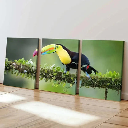 3pcs Bird  Animal Art Toucan Portrait Wall Art Set Canvas Framed 40x60cm - High Quality Print 100% Australian Made Wall Canvas Ready to Hang