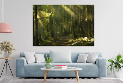 Beams Of Sunlight And Trees Wall Art Decor 100% Australian Made