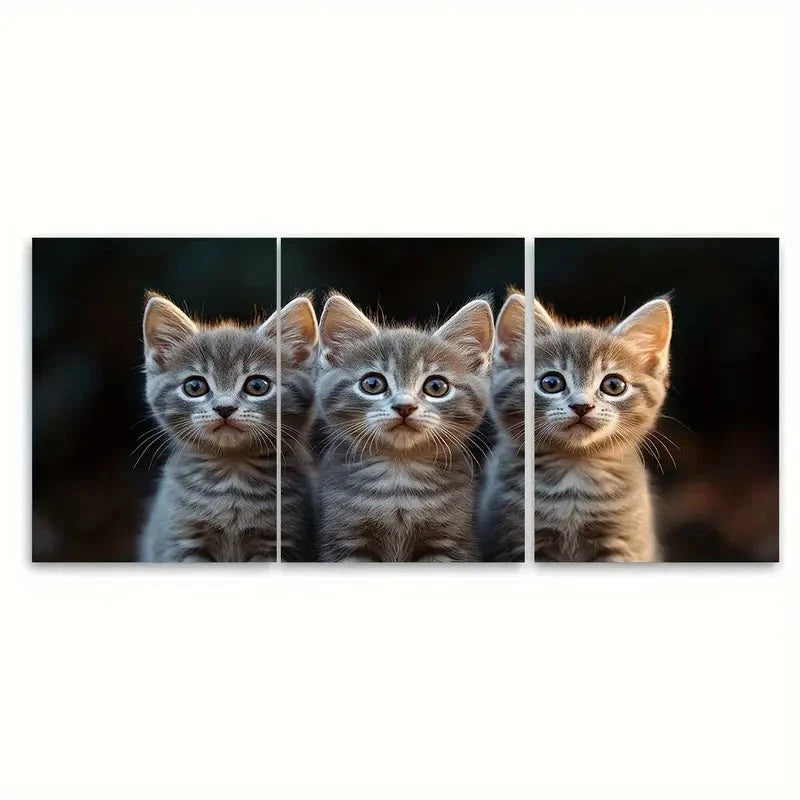 3pcs Fluffy Grey Cats with Blue Eyes C Wall Art Set Canvas Framed 40x60cm - High Quality Print 100% Australian Made Wall Canvas Ready to Hang