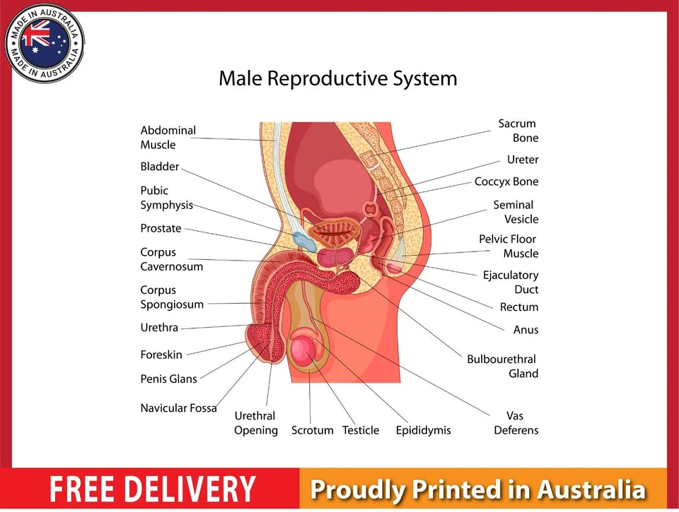 NEW (LAMINATED) MALE REPRODUCTIVE PART (61X91CM) EDUCATIONAL CHART PICTURE PRINT