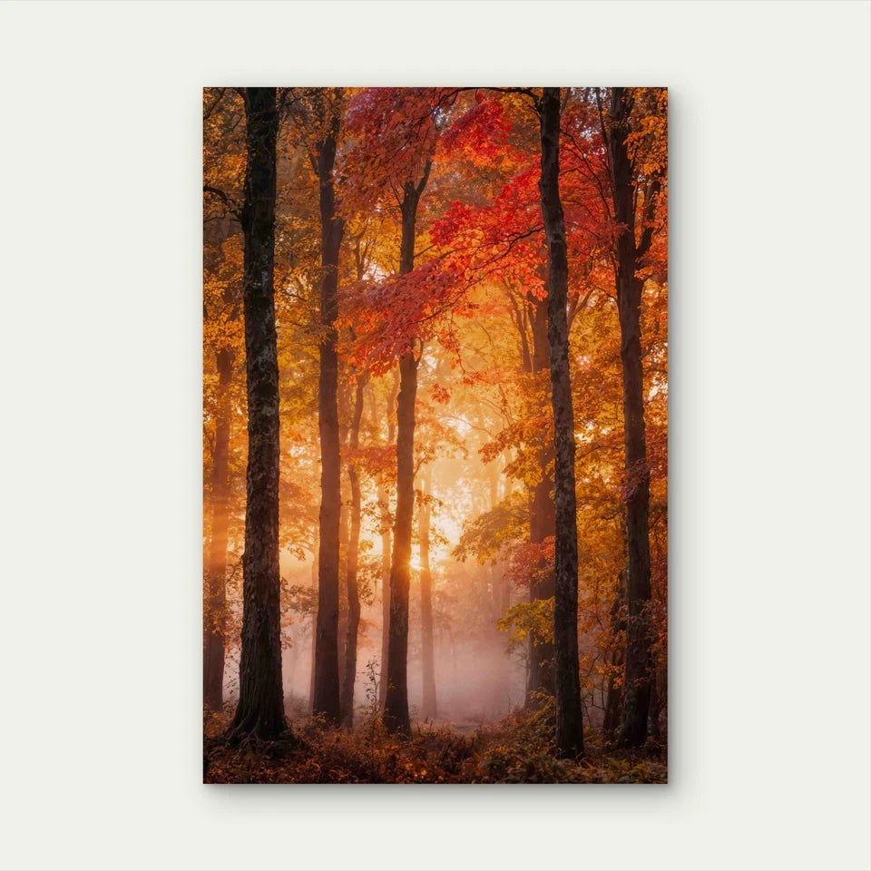 Autumnal Forest Scene 60x90cm Metal Print Ready to Hang