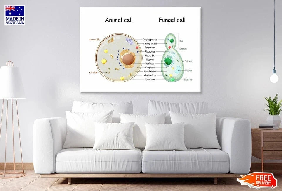 NEW (LAMINATED) Animal Cell & Fungal Cell (61X91CM) SCIENCE CHART PICTURE PRINT
