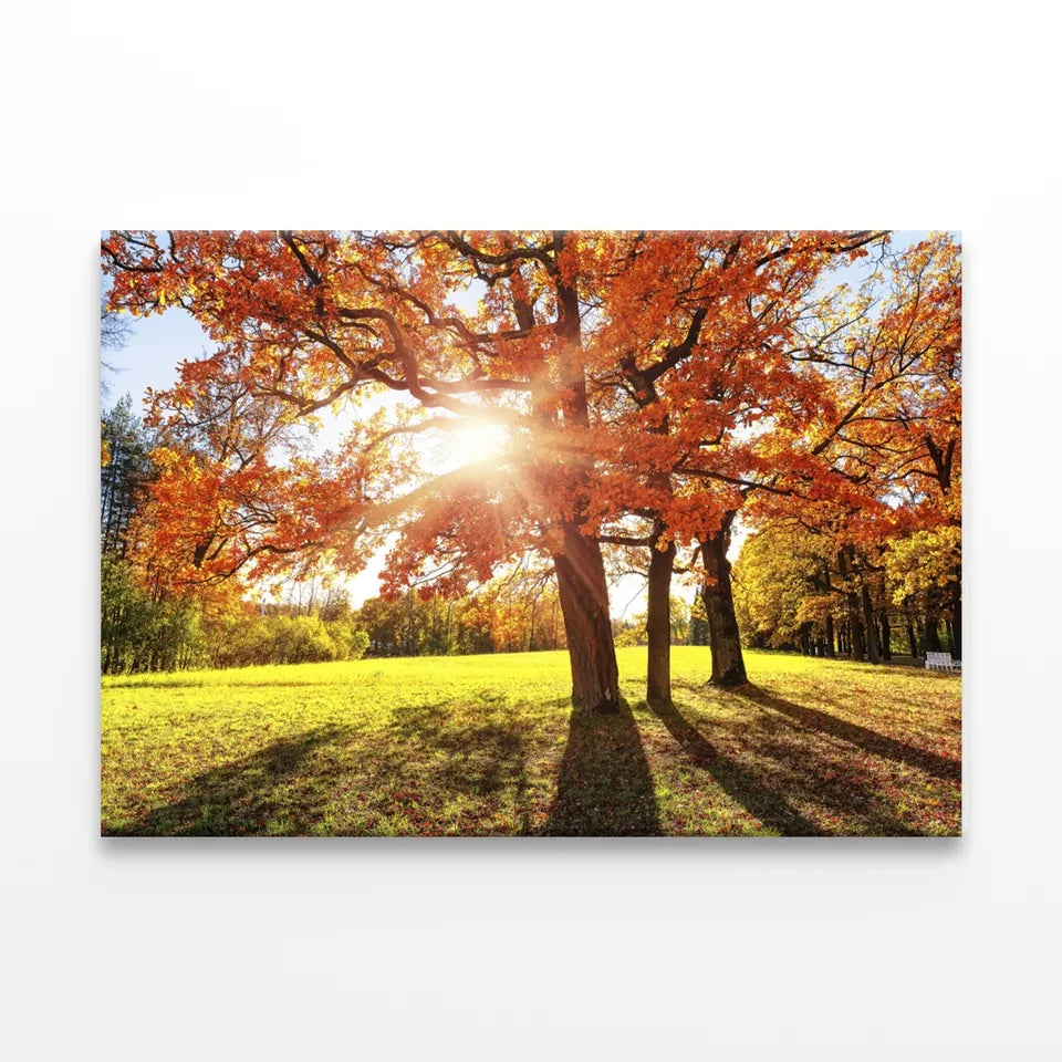 Autumn Tree With Golden ,Red Leaves Wall Art Decor 100% Australian Made