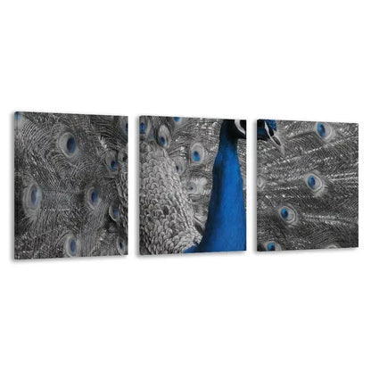 3pcs Blue peacock with its feathers spread out  Wall Art Set Canvas Framed 60x90cm - High Quality Print 100% Australian Made Wall Canvas Ready to Hang