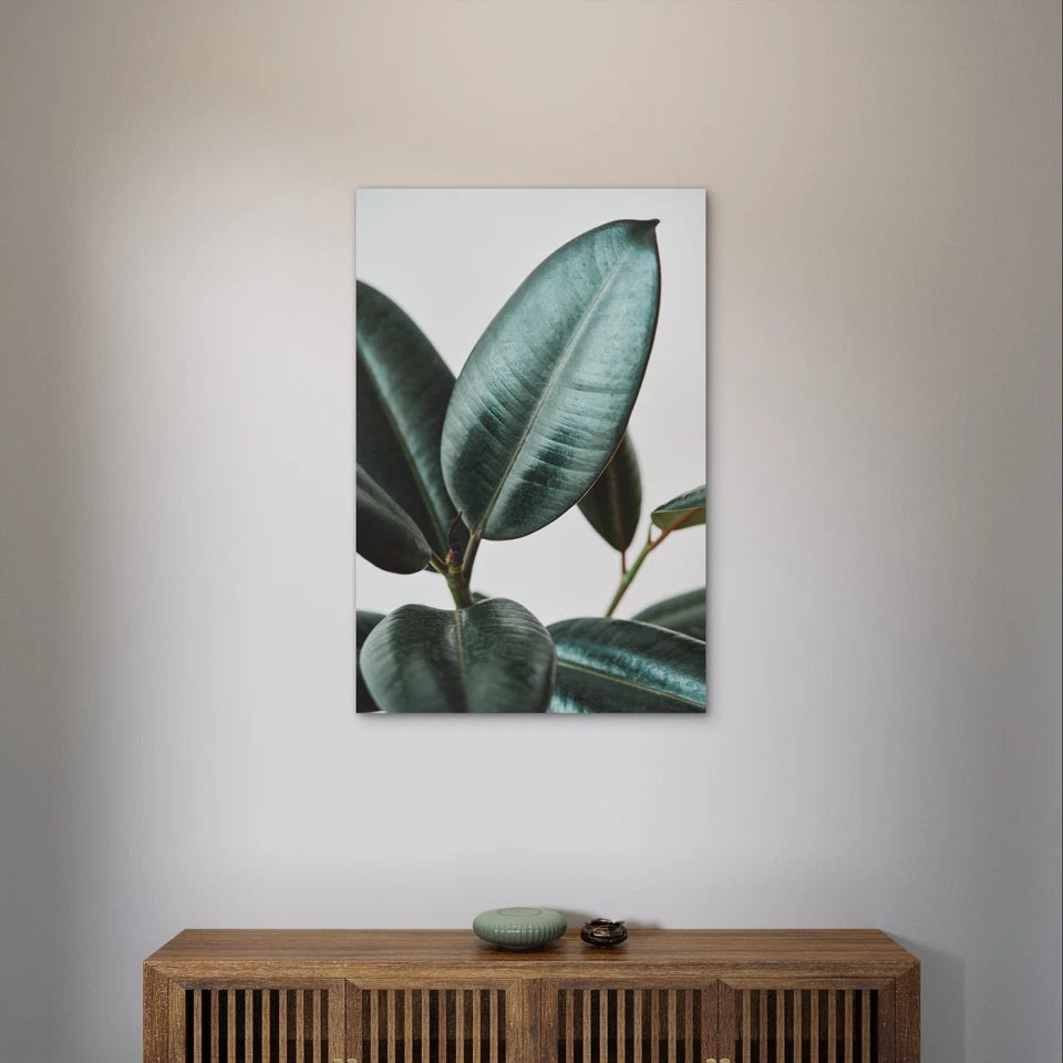 Dark Green Rubber Plant Leaves Wall Art 40x60cm Metal Print Ready to Hang