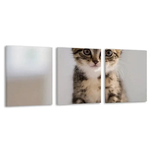 3pcs Modern Tabby Kitten Art Wall Art Set Canvas Framed 60x90cm - High Quality Print 100% Australian Made Wall Canvas Ready to Hang