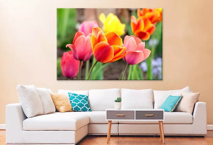 Tulip Flowers In Spring  Wall Art Decor 100% Australian Made