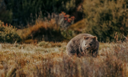 Wombat Cradle Mountain Wall Art Decor 100% Australian Made