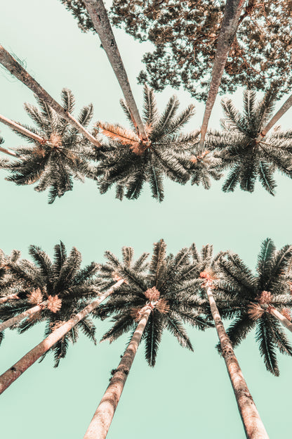 Vertical low angle shot of palm trees in Rio Di Janeiro, Brazil Vintage Neutral Wall Art Canvas Print 100% Australian Made