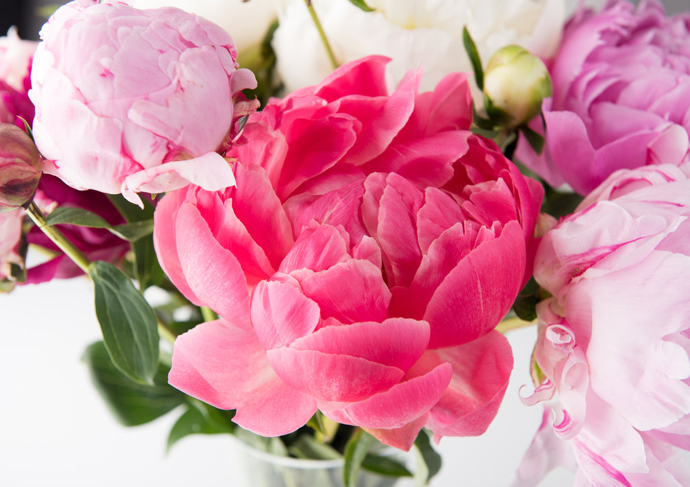 Pink Flower Bunch Closeup Photograph Print 100% Australian Made