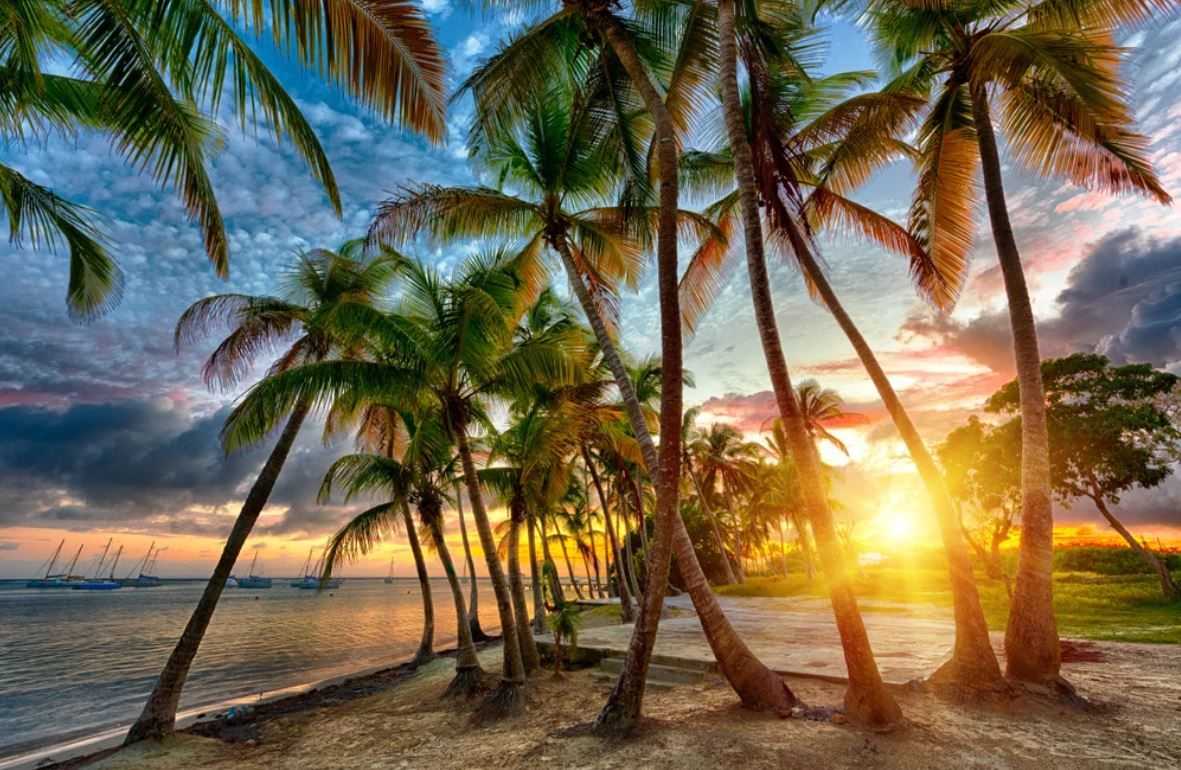 Wallpaper Murals Peel and Stick Removable Palm Trees at Sunset High Quality