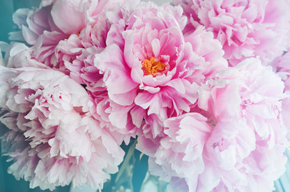 Peony Flowers Closeup Photograph Print 100% Australian Made