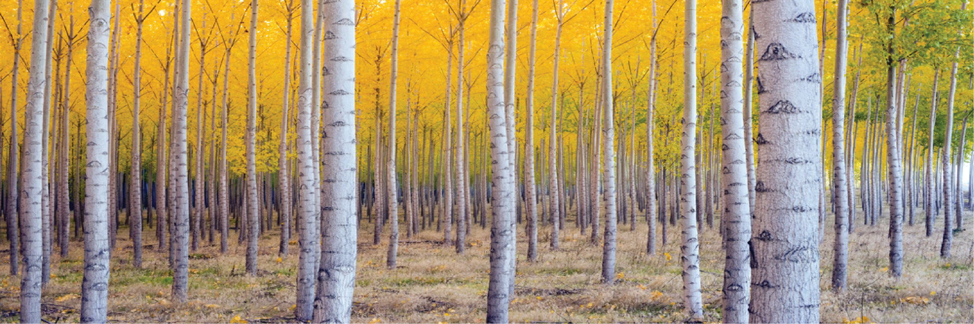 Panoramic Canvas Yellow Tree Forest High Quality 100% Australian made wall Canvas Print ready to hang