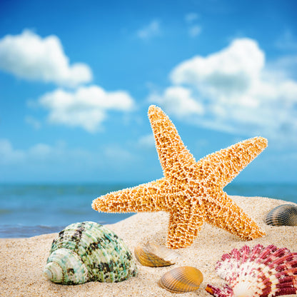 Wallpaper Murals Peel and Stick Removable Star Fish on Beach High Quality