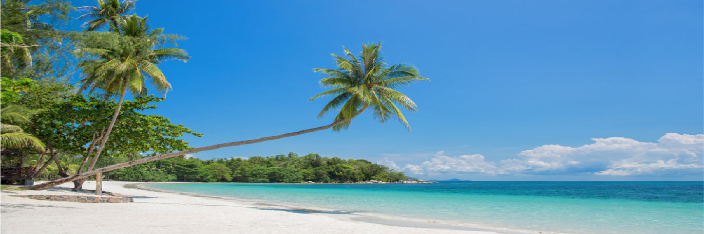 Panoramic Canvas Stunning Beach & Palm Trees High Quality 100% Australian made wall Canvas Print ready to hang