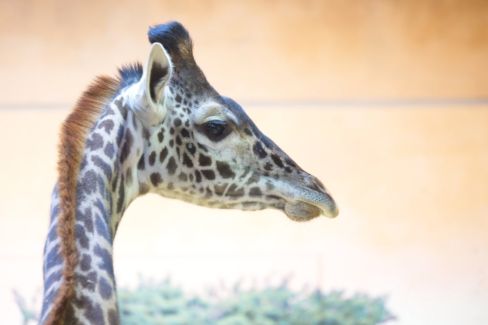 Giraffe Portrait Photograph Print 100% Australian Made