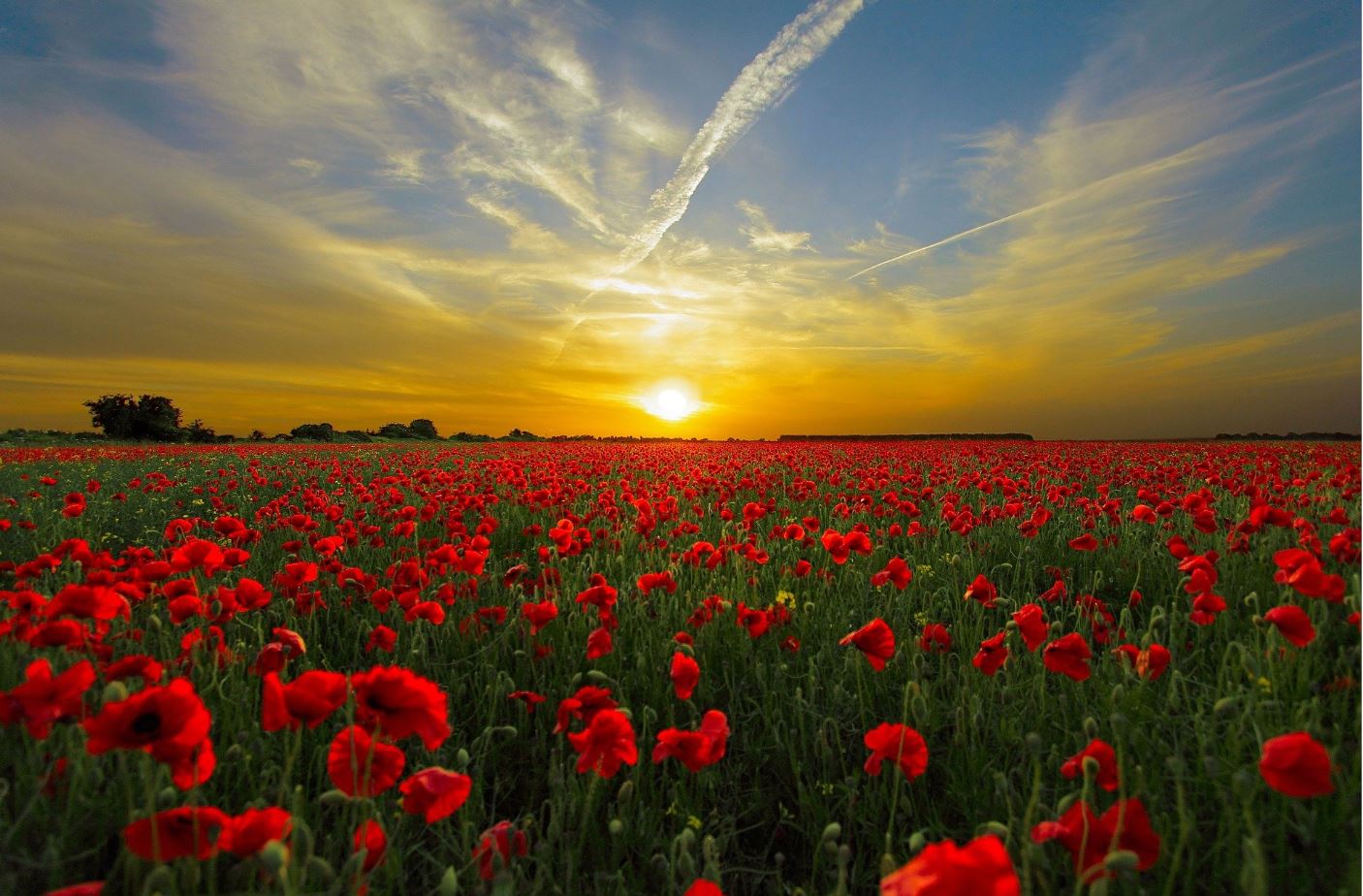 Wallpaper Murals Peel and Stick Removable Flower Field in Sunset High Quality