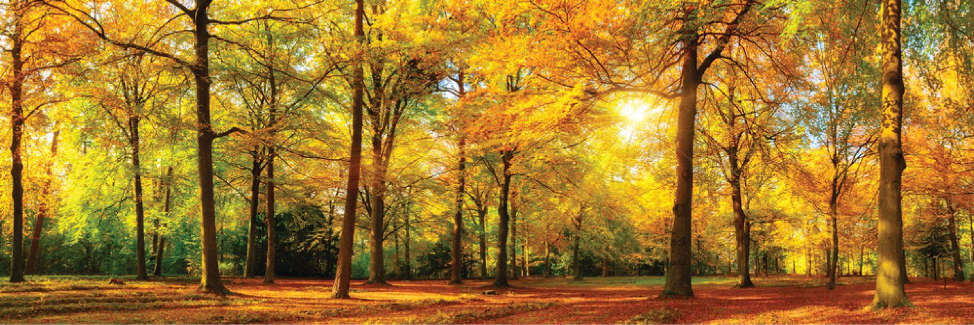 Panoramic Canvas Autumn Forest Sunrise High Quality 100% Australian made wall Canvas Print ready to hang