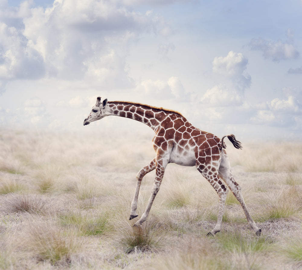 Running Giraffe Photograph Print 100% Australian Made