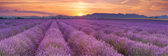 Panoramic Canvas Lavender Field High Quality 100% Australian made wall Canvas Print ready to hang