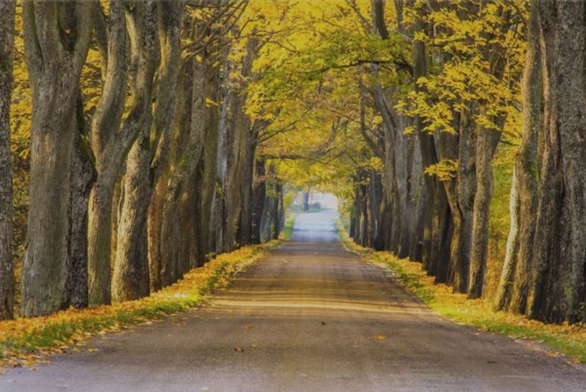 Wallpaper Murals Peel and Stick Removable Stunning Yellow Floral Trees Photograph High Quality