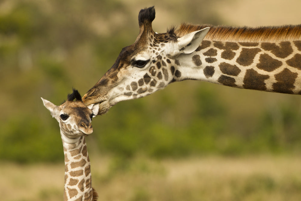 Giraffe & Baby Portrait Photograph Print 100% Australian Made