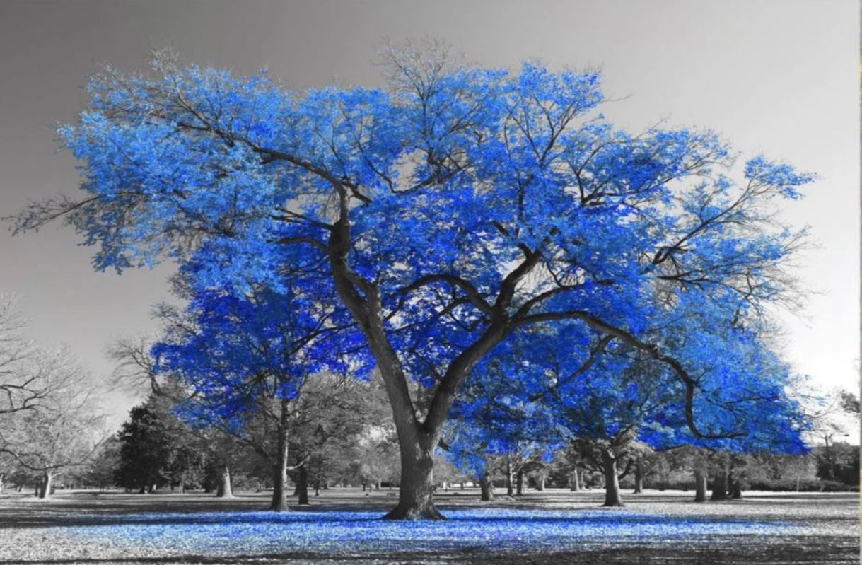 Wallpaper Murals Peel and Stick Removable Blue Leafy tree in B&W Background Photograph High Quality