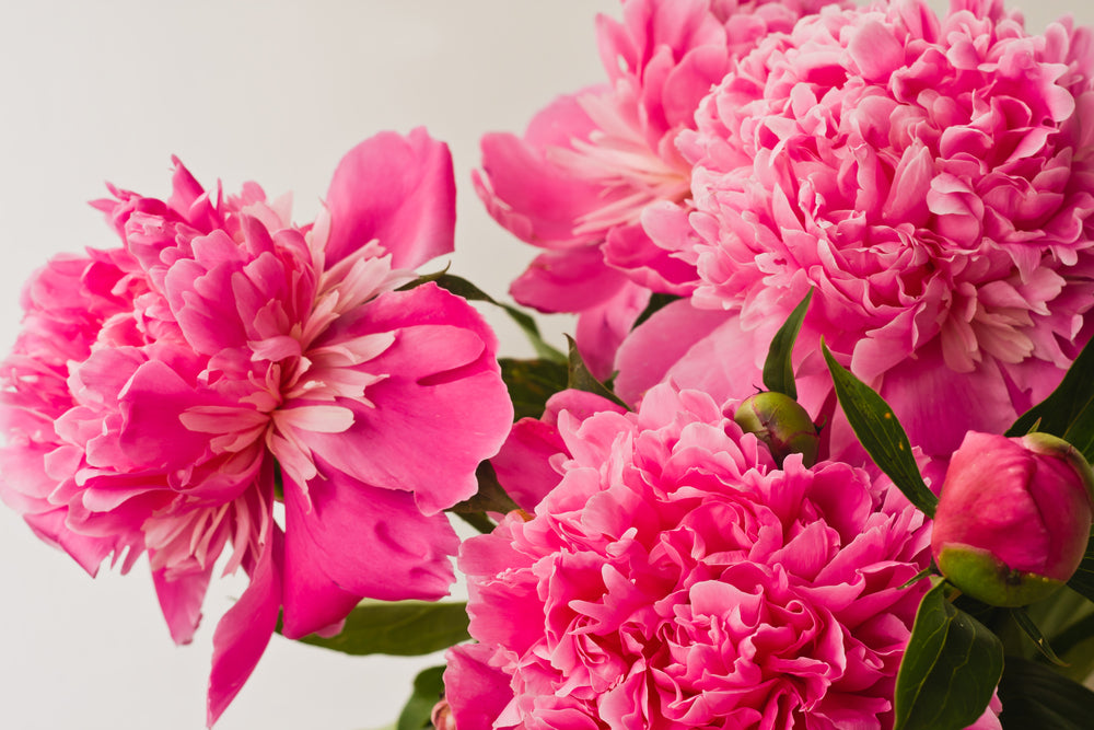 Pink Peonies Closeup Photograph Home Decor Premium Quality Poster Print Choose Your Sizes