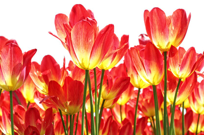 Red Yellow Flowers Closeup Photograph Print 100% Australian Made