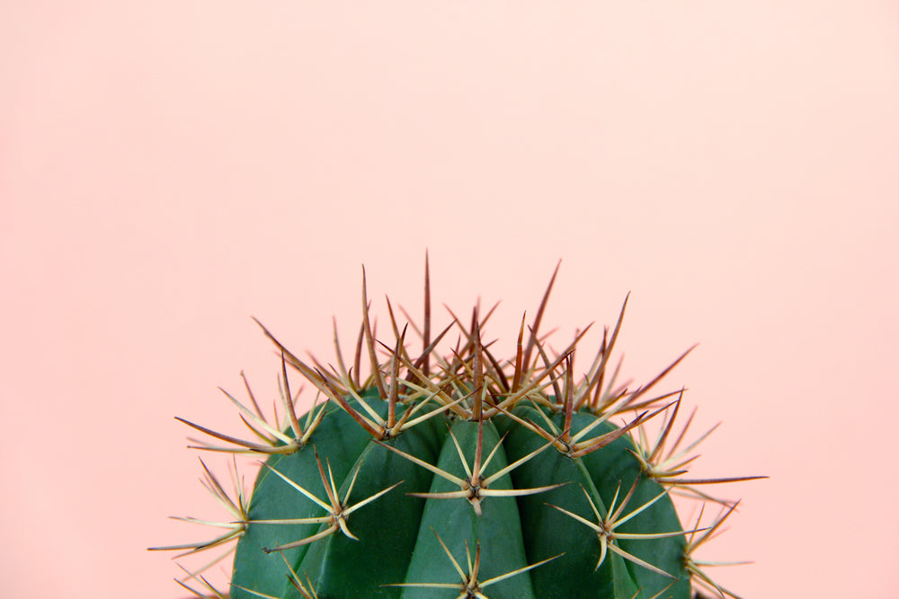 Cactus Plant Photograph Print 100% Australian Made