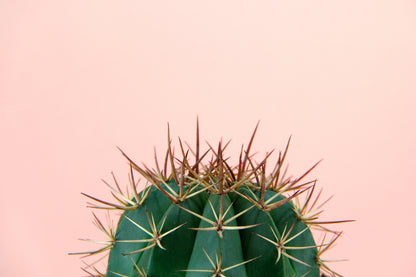 Cactus Plant Photograph Print 100% Australian Made