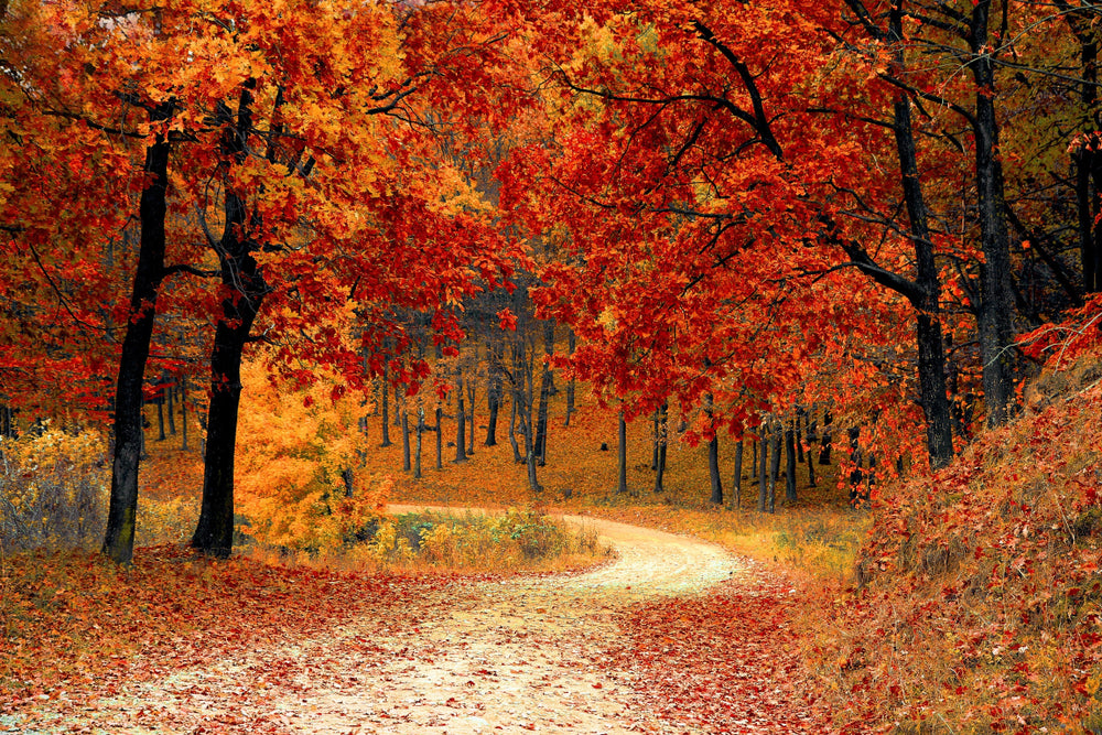 Wallpaper Murals Peel and Stick Removable Autumn Forest View High Quality