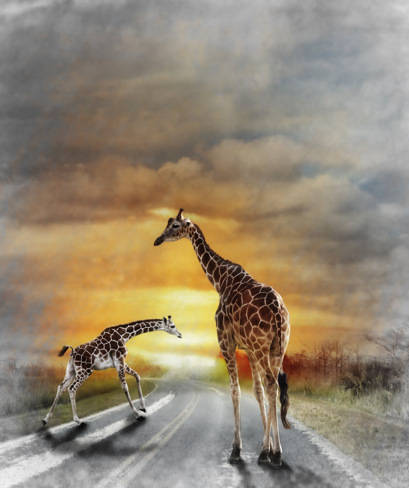 Giraffes Walking Photograph Print 100% Australian Made