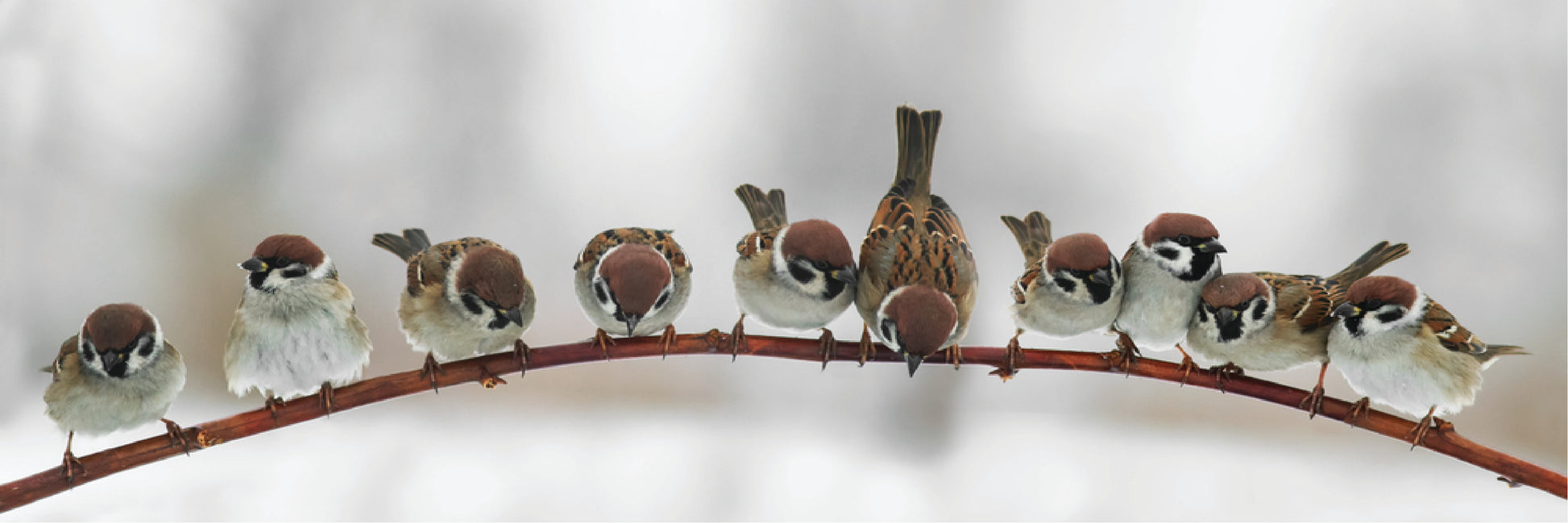 Panoramic Canvas Birds Sitting on a Branch High Quality 100% Australian made wall Canvas Print ready to hang