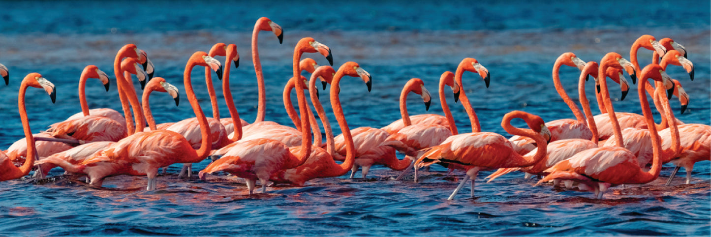 Panoramic Canvas Flamingos on Water High Quality 100% Australian made wall Canvas Print ready to hang