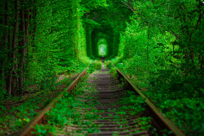 Rail Track Covered with Trees & Grass Photograph Print 100% Australian Made