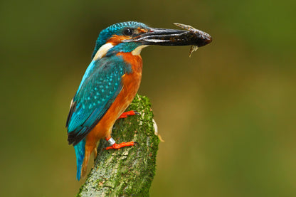 King Fisher Bird with Fish Photograph Print 100% Australian Made