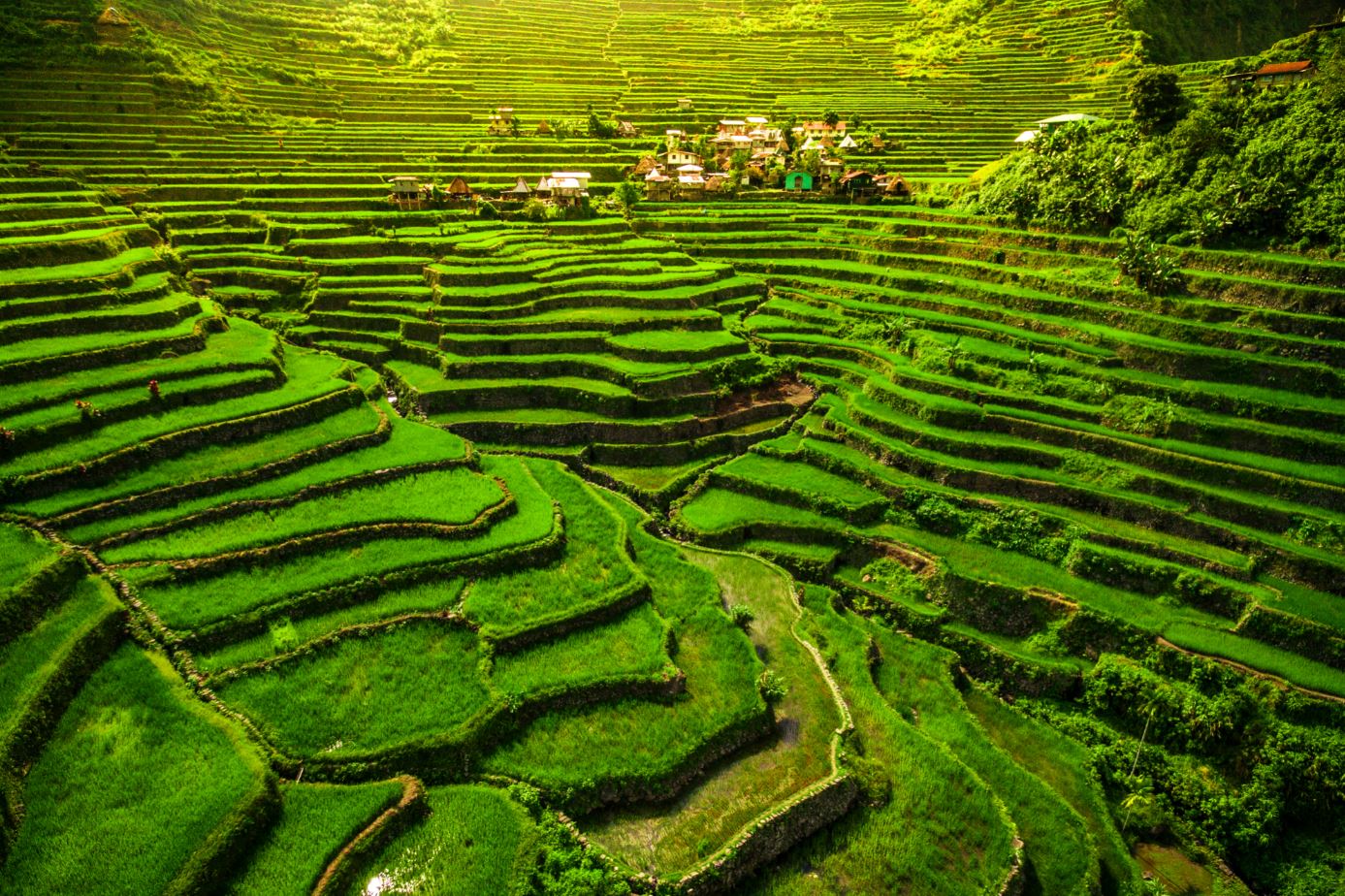 Paddy Fields in Vietnam Scenery Photograph Home Decor Premium Quality Poster Print Choose Your Sizes