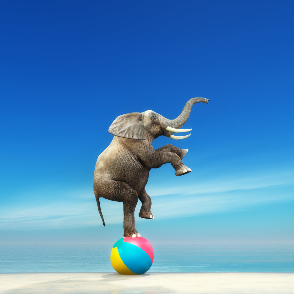 Square Canvas Elephant on a Ball Photograph High Quality Print 100% Australian Made