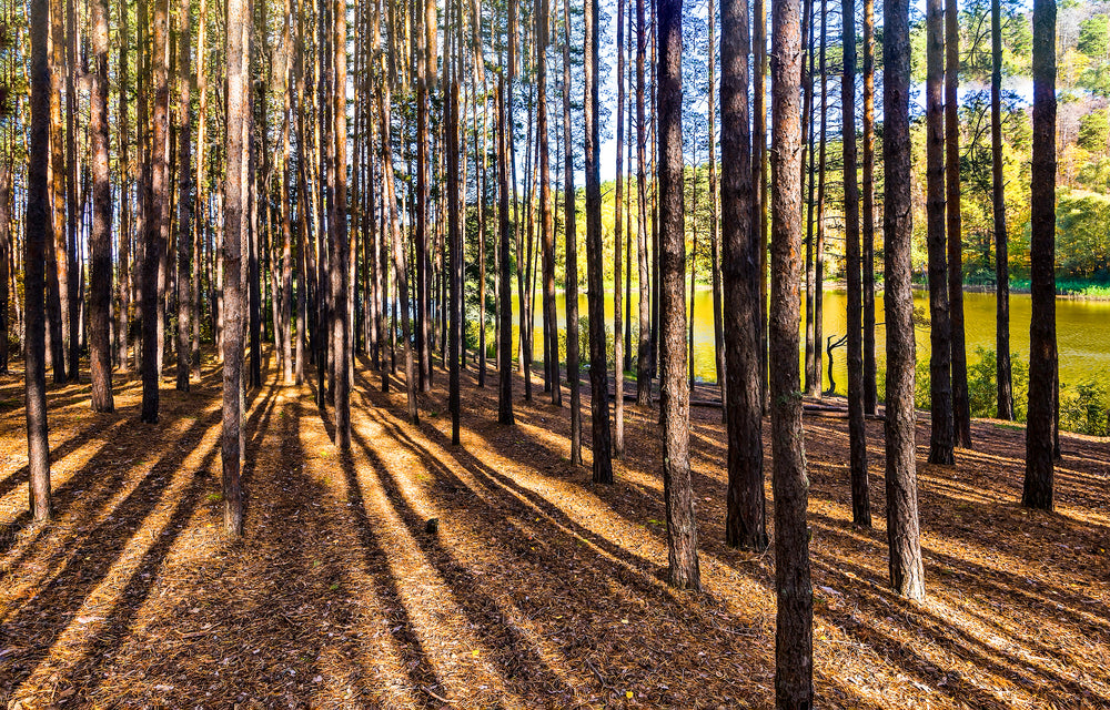 Stunning Tree View in Forest Photograph Print 100% Australian Made