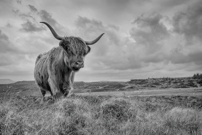 Highland Cow Portrait Photograph Home Decor Premium Quality Poster Print Choose Your Sizes