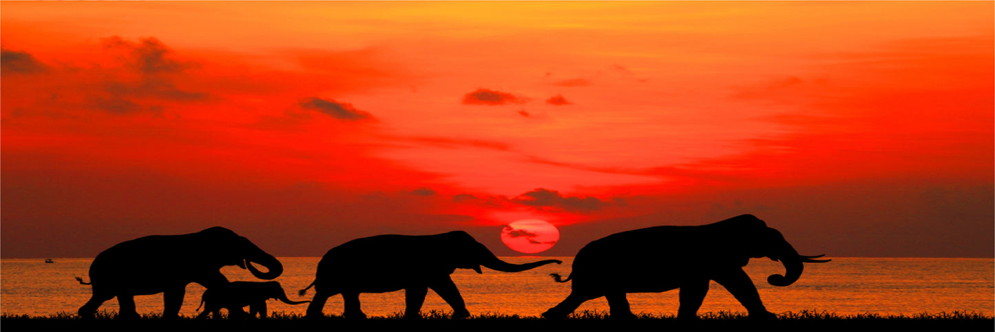 Panoramic Canvas Elephant Walking in Sunset High Quality 100% Australian made wall Canvas Print ready to hang