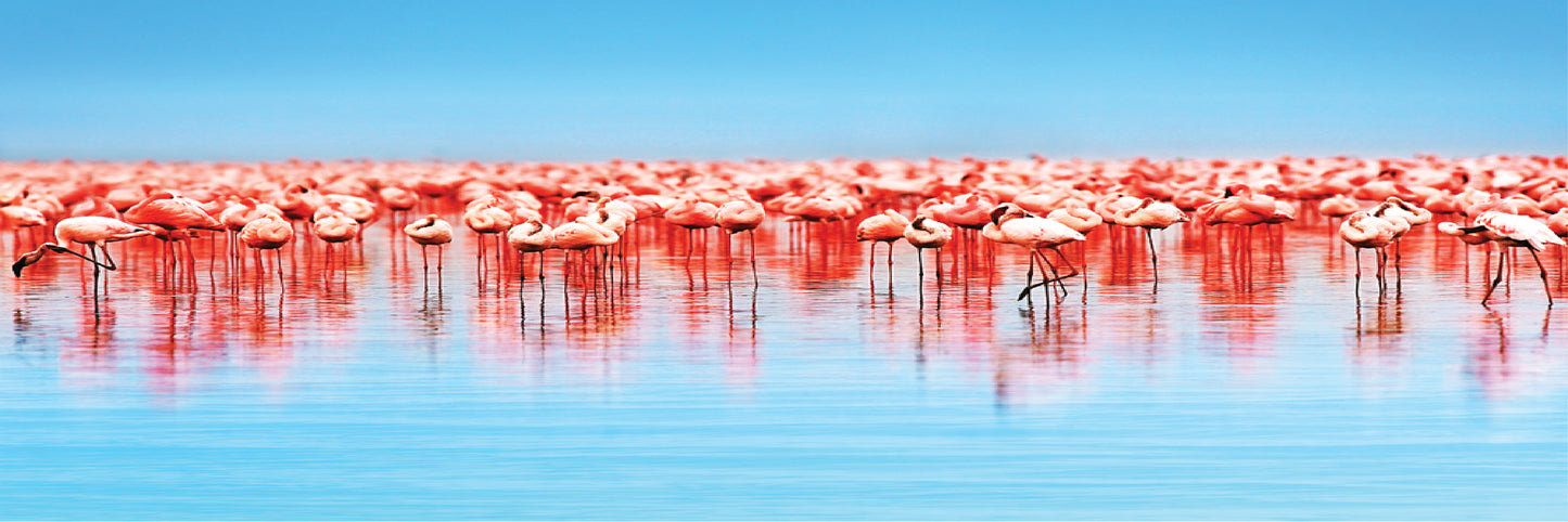 Panoramic Canvas Flamingo Birds in Lake High Quality 100% Australian made wall Canvas Print ready to hang