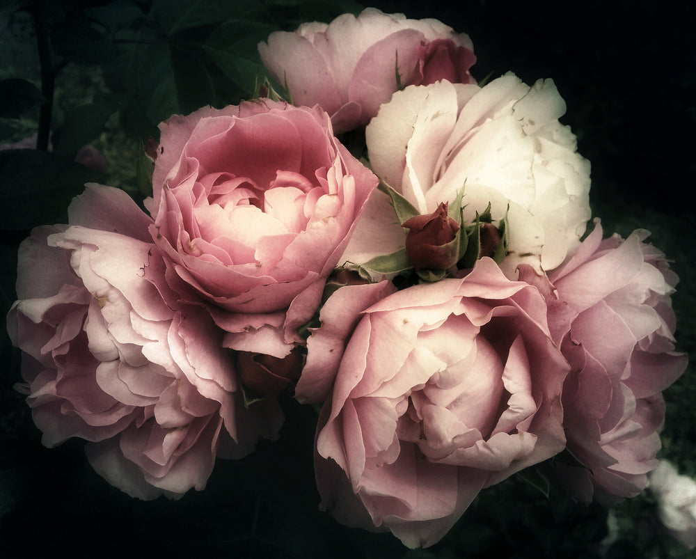 Pink Flower Bunch Photograph Print 100% Australian Made