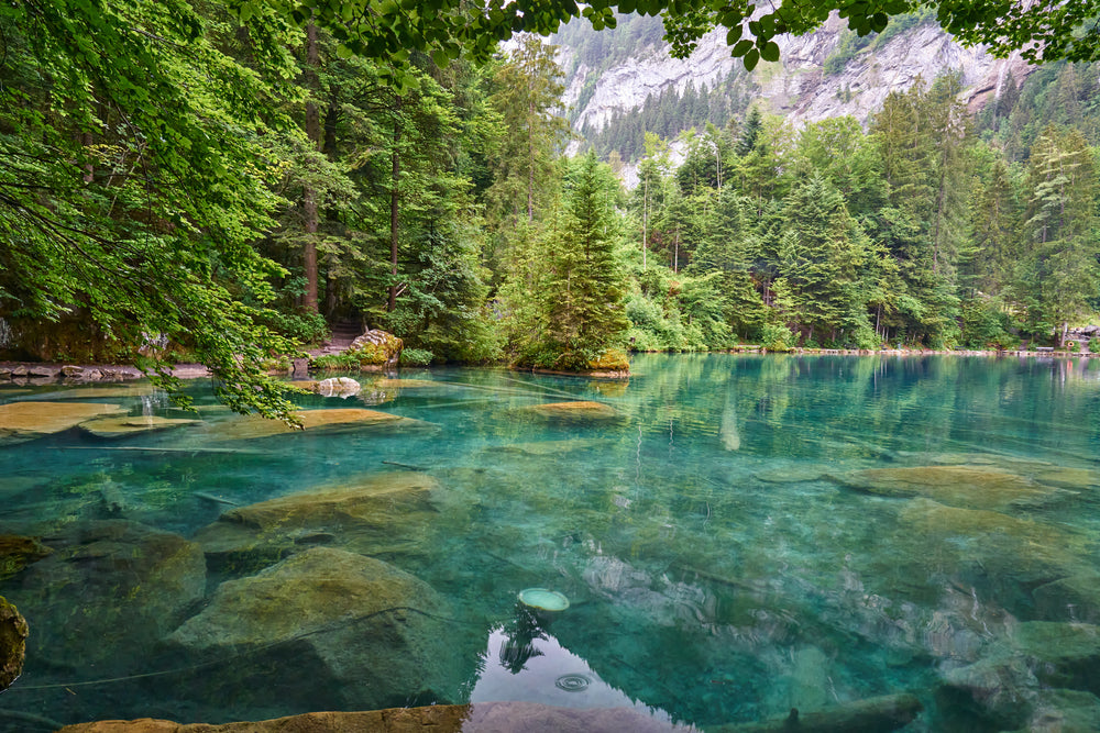 Lake & Forest Scenery Photograph Home Decor Premium Quality Poster Print Choose Your Sizes