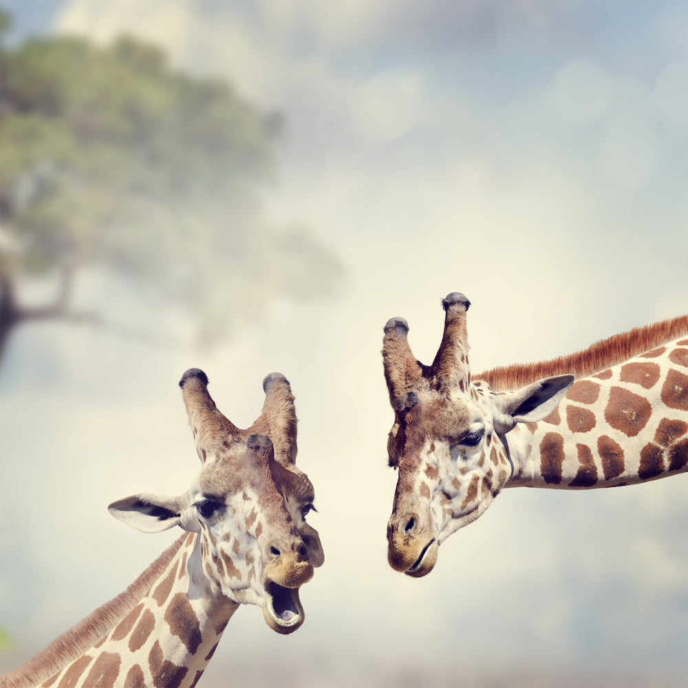 Giraffe Couple Portrait Photograph Print 100% Australian Made