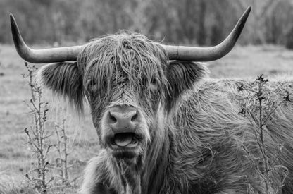 Highland Cow B&W Photograph Print 100% Australian Made