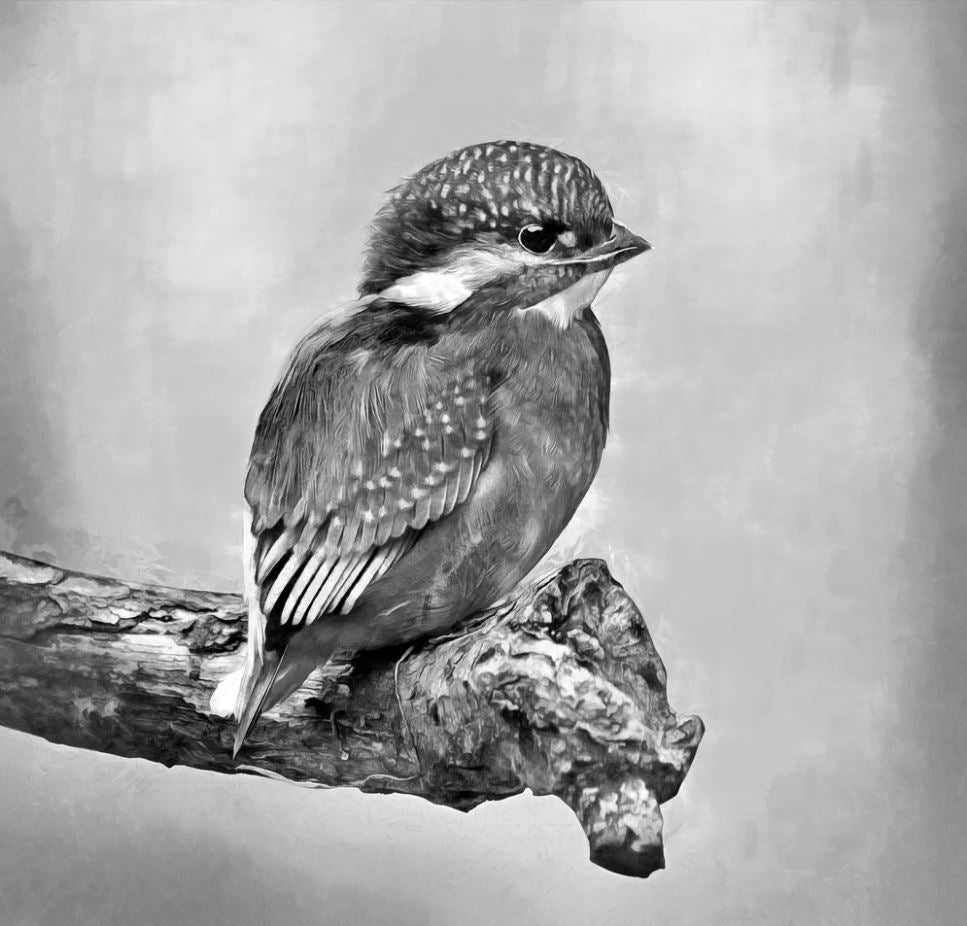 Square Canvas Small Bird B&W Photograph High Quality Print 100% Australian Made