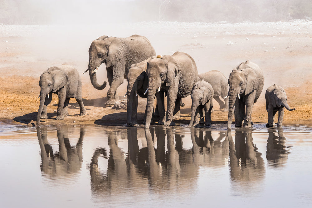 Elephants Near Lake Photograph Print 100% Australian Made